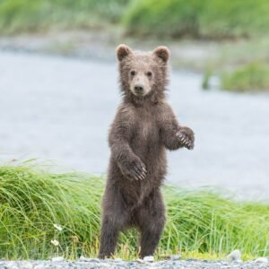bear hunt activity