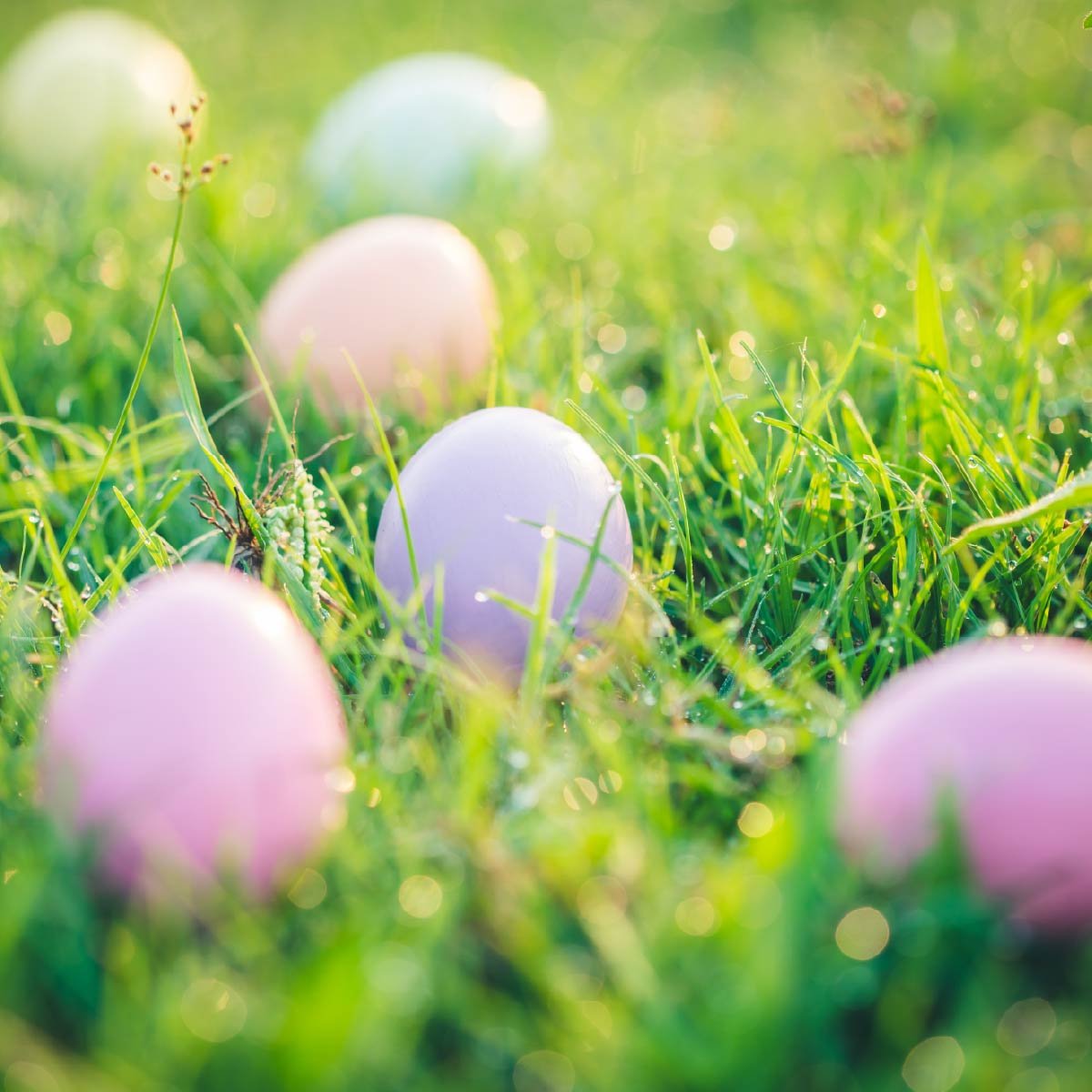 easter egg hunt easter egg hunt